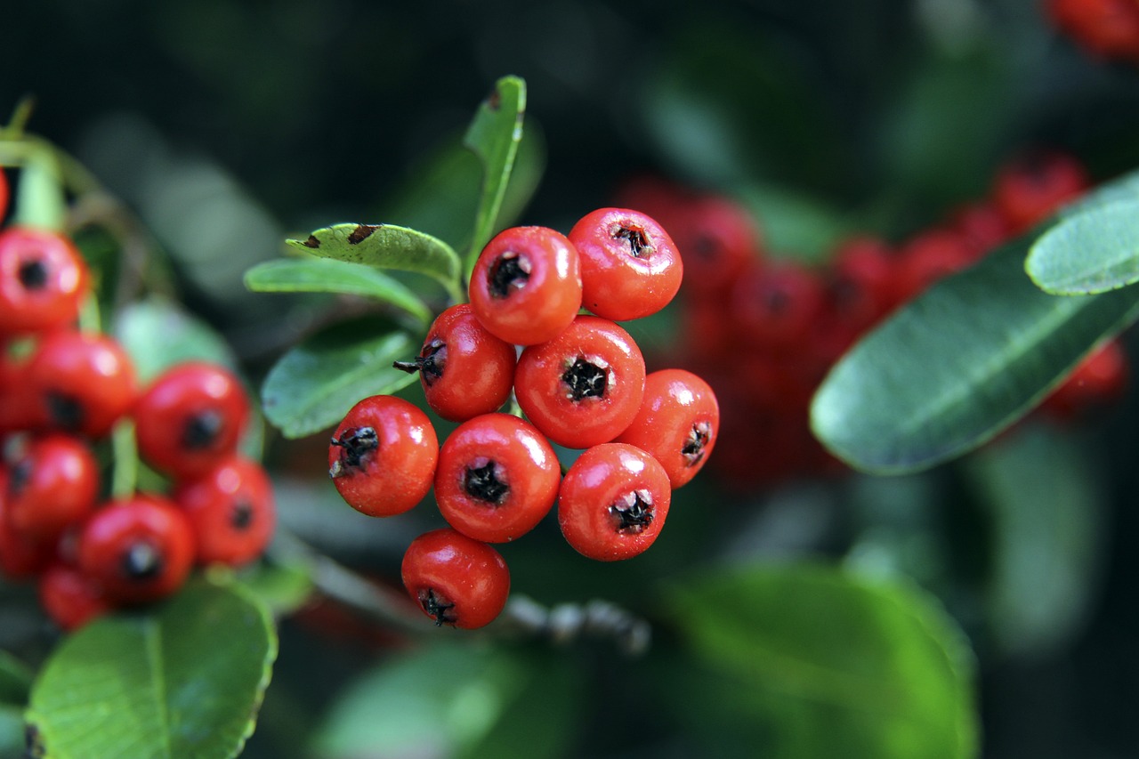 征服了多伦 征服了多伦