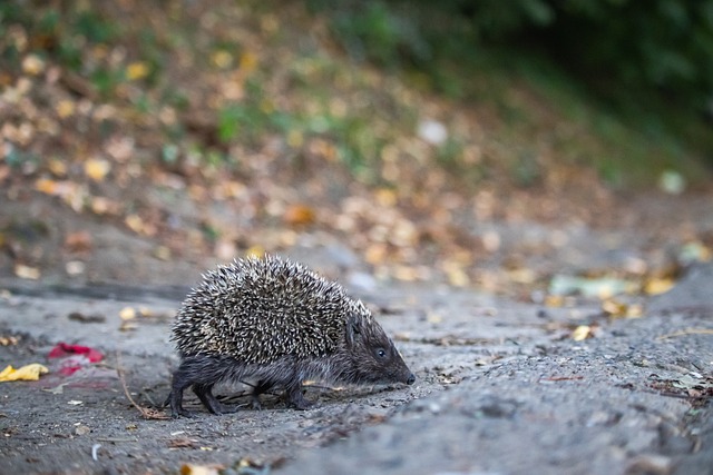 勇士队与森 勇士队与森